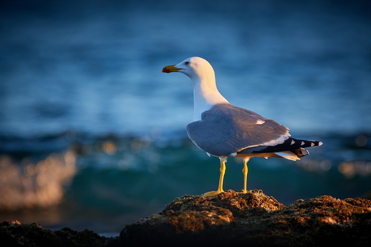 Yellow-legged Gull (atlantis) - ML479238231