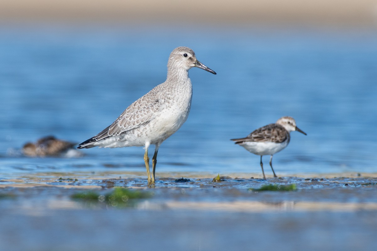 Red Knot - ML479240231