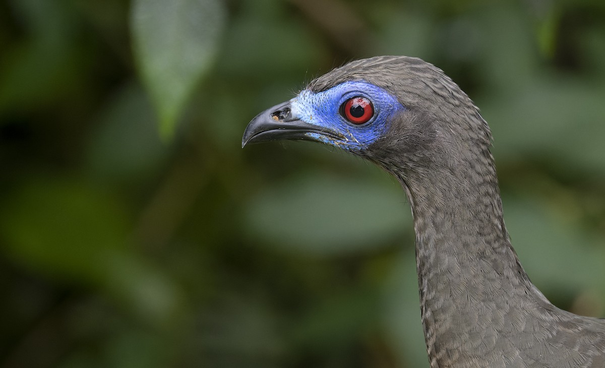 Sickle-winged Guan - ML479240411