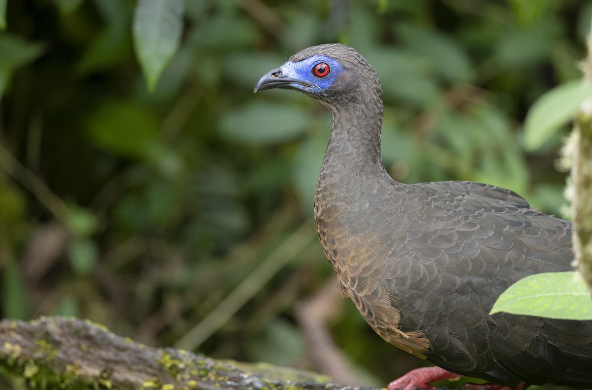 Sickle-winged Guan - ML479240441