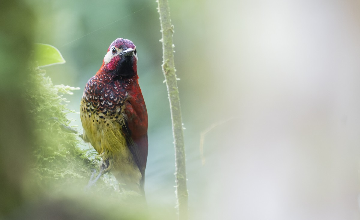 Crimson-mantled Woodpecker - ML479241331