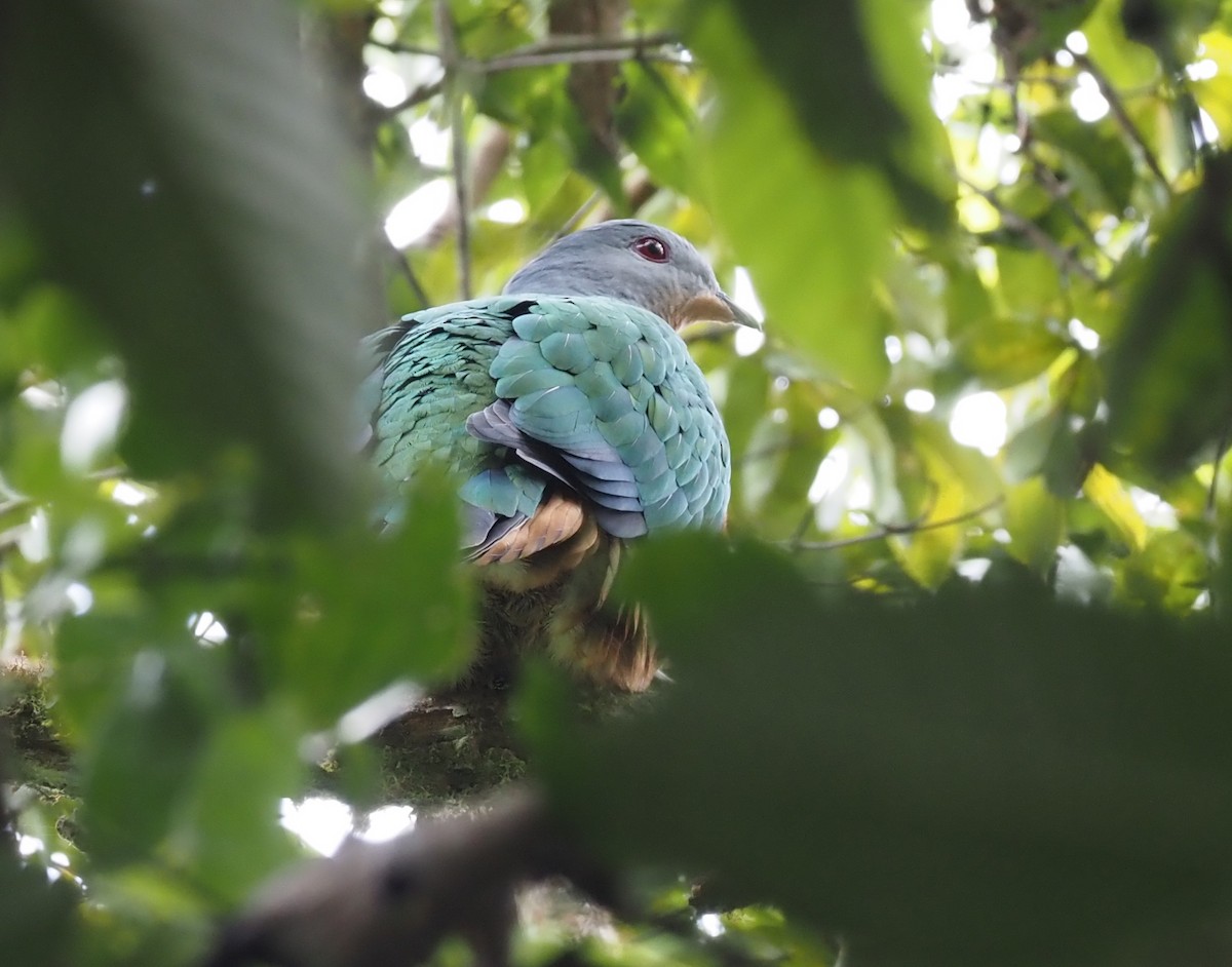 Rufescent Imperial-Pigeon - ML479241611