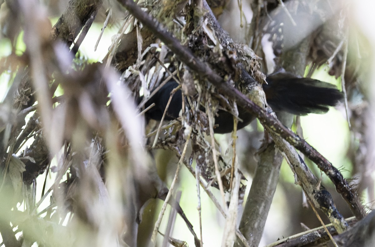 Ash-colored Tapaculo - ML479242171