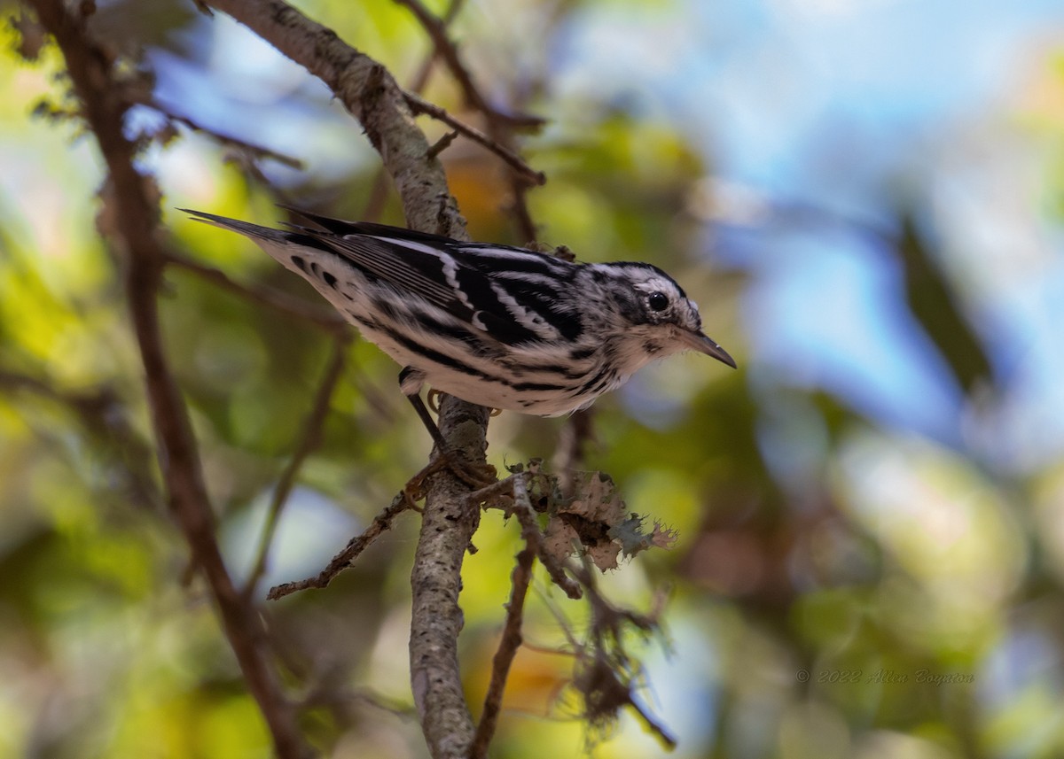 Black-and-white Warbler - ML479247641