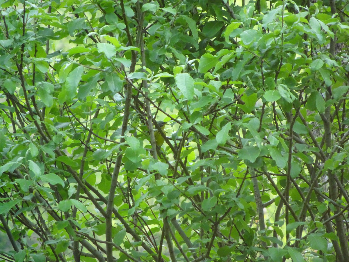 Magnolia Warbler - ML47924841