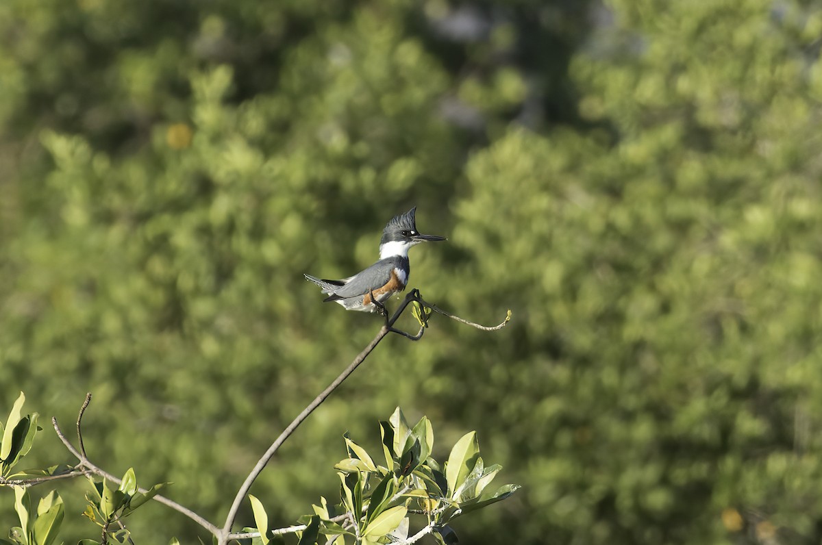 Belted Kingfisher - ML479250101