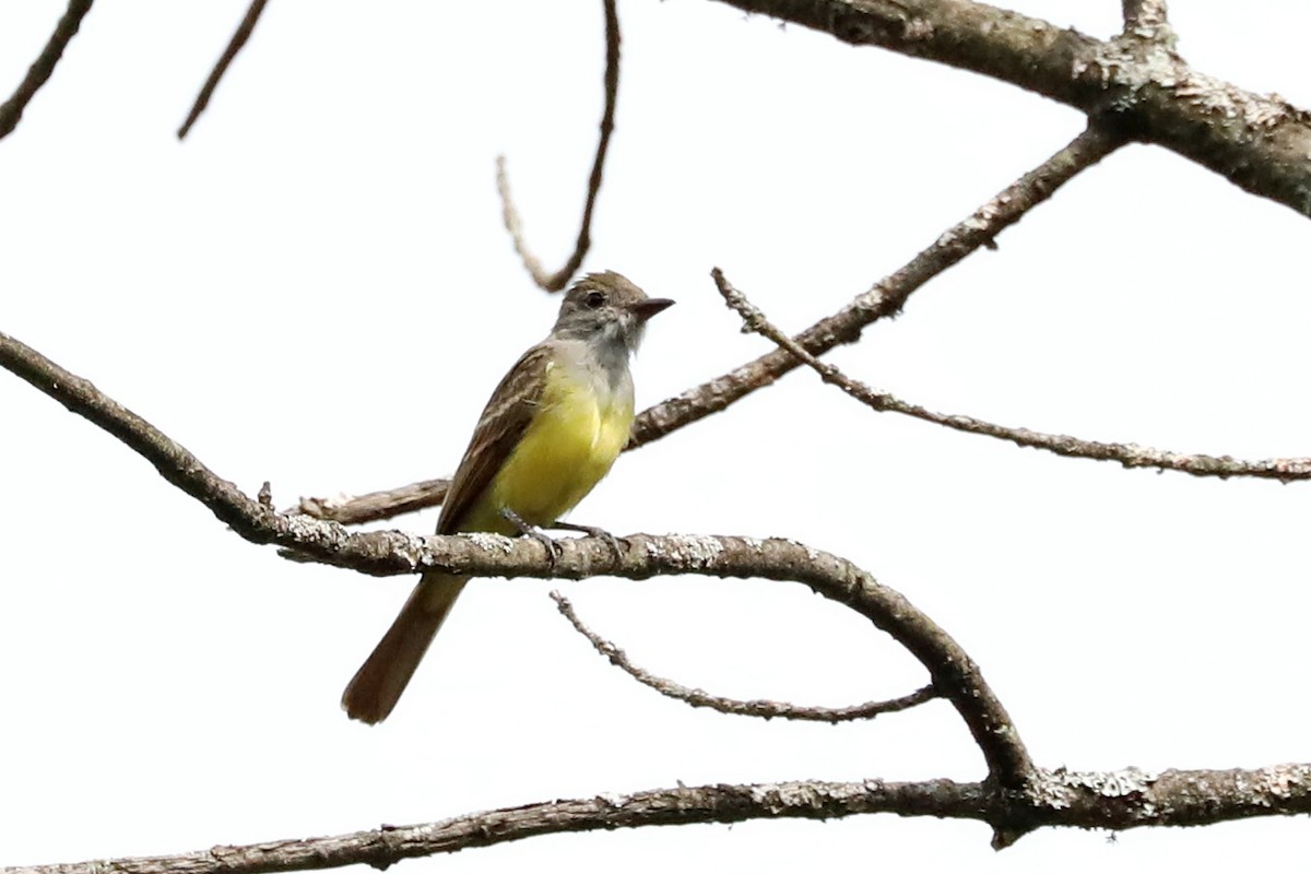 Great Crested Flycatcher - Jane Smith