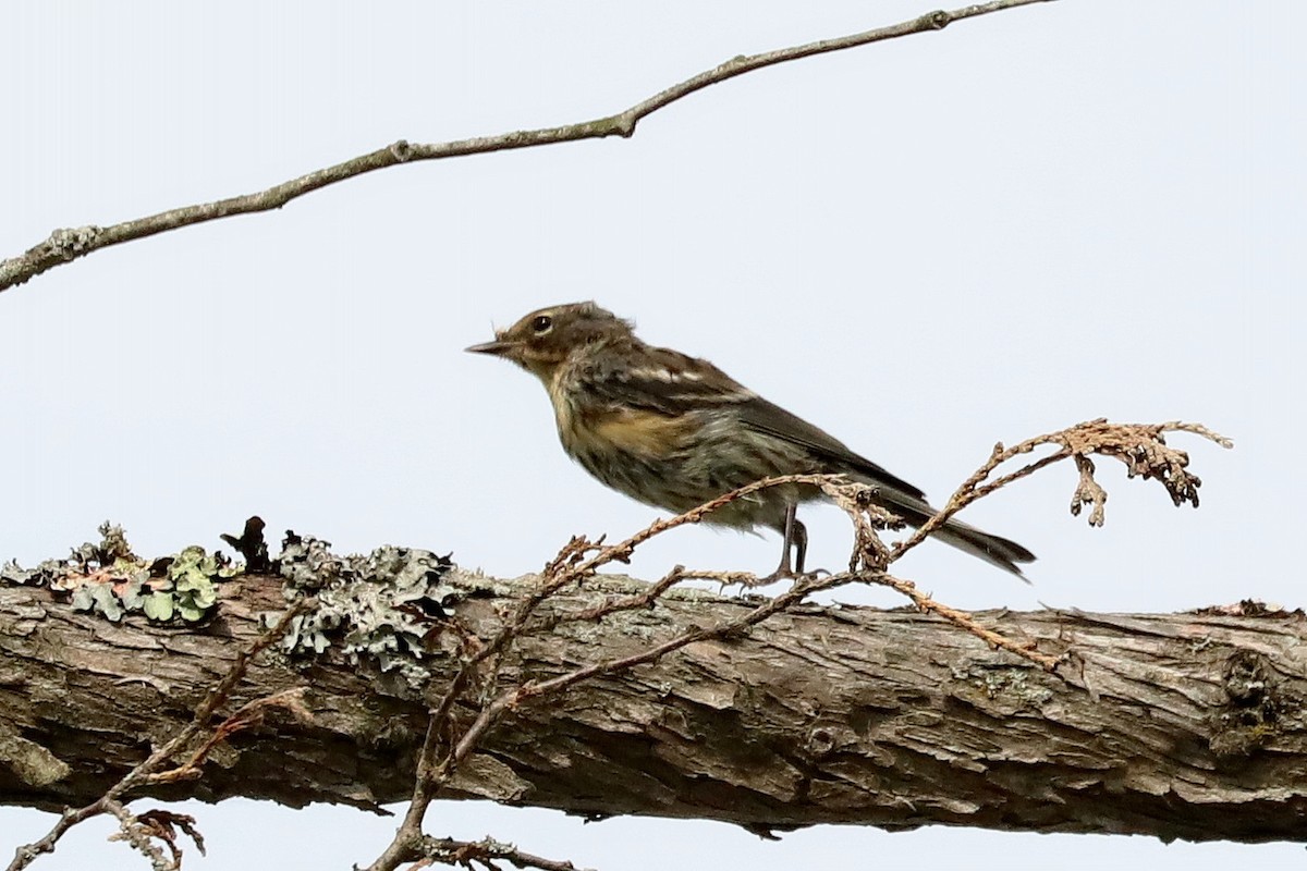 Yellow-rumped Warbler - Jane Smith