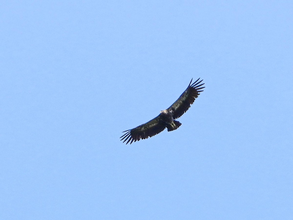 King Vulture - ML479256501