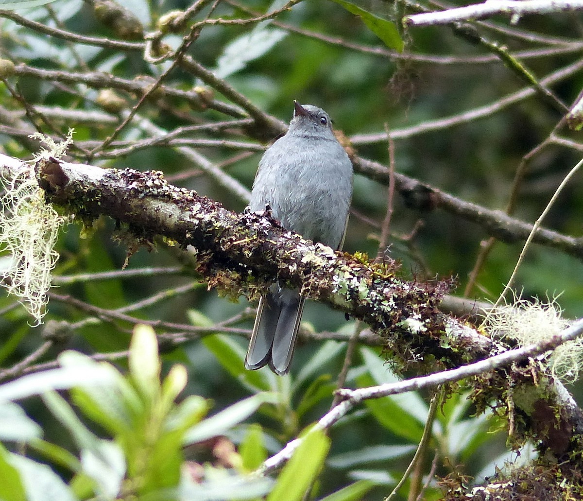 Andean Solitaire - ML47926181