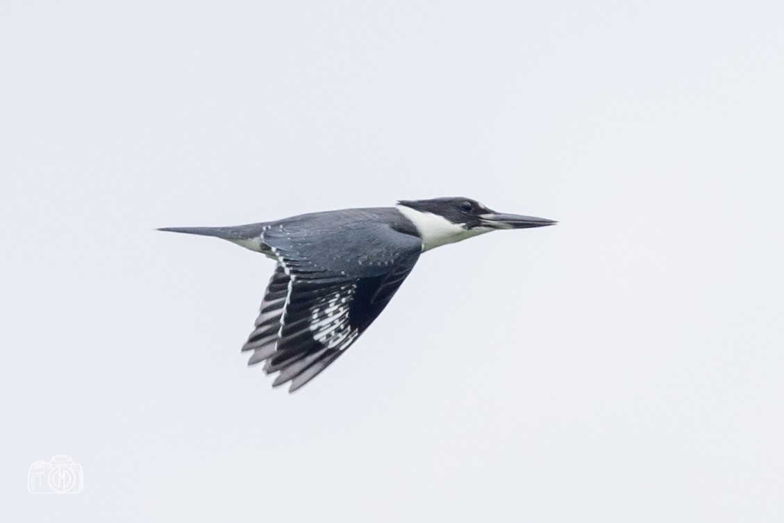 Belted Kingfisher - ML479265821