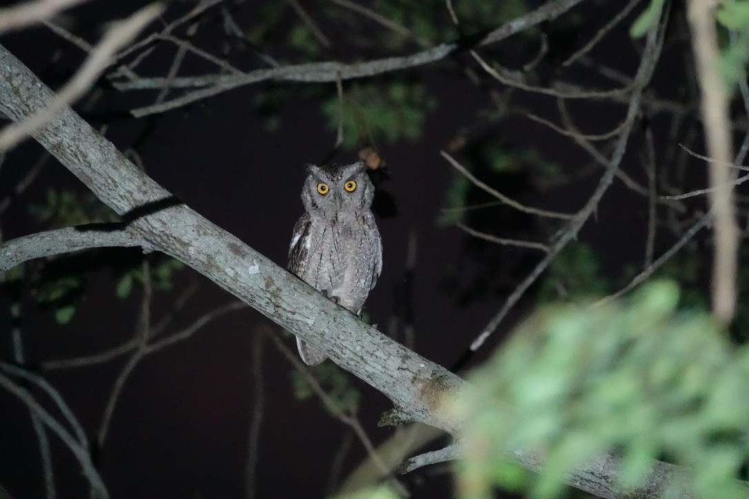 Pacific Screech-Owl (cooperi) - ML479270301