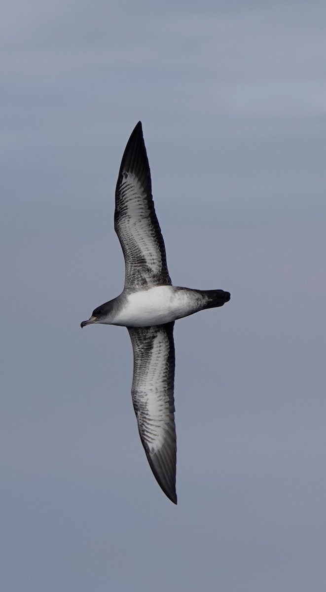 Pink-footed Shearwater - ML479273521