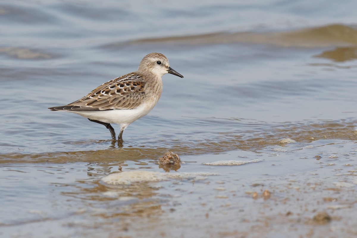Red-necked Stint - Vincent Wang