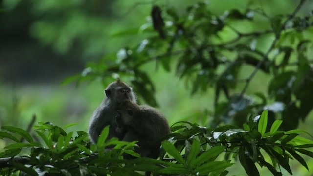 Long-tailed Macaque - ML479275