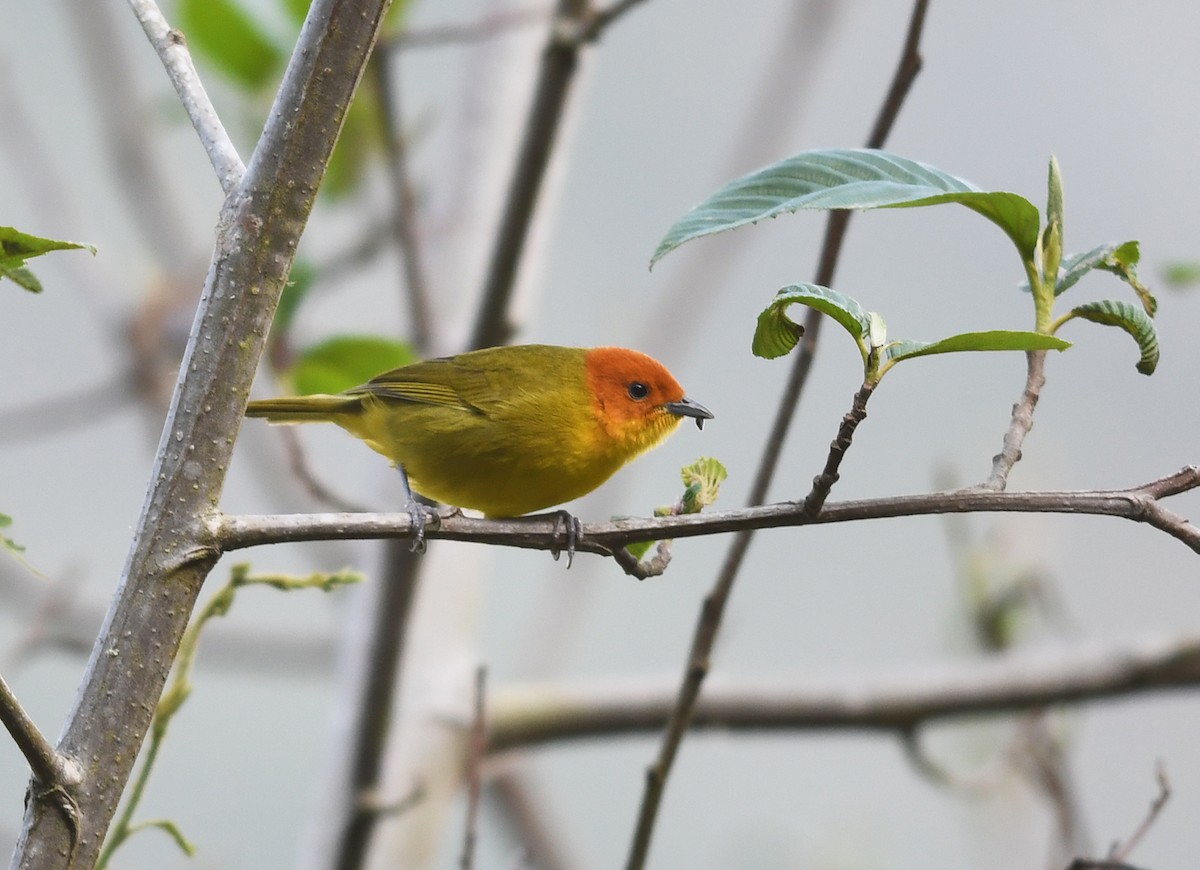 Rust-and-yellow Tanager - ML479276691