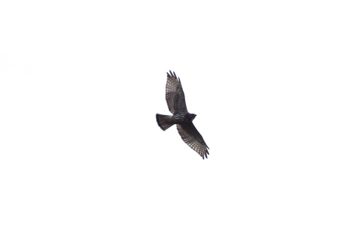 Broad-winged Hawk - irina shulgina