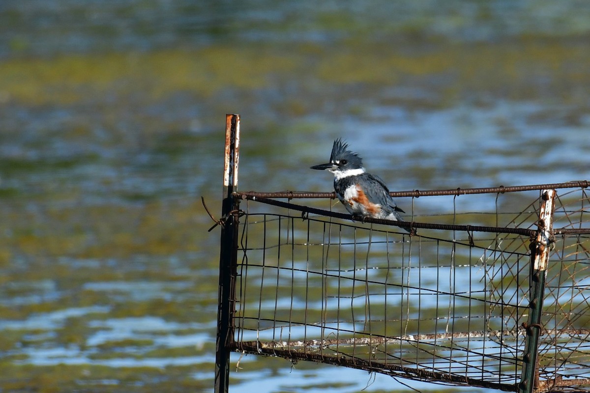 Belted Kingfisher - ML479278861