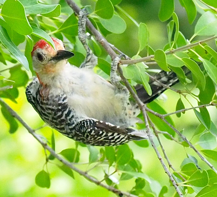 Red-bellied Woodpecker - ML479282291
