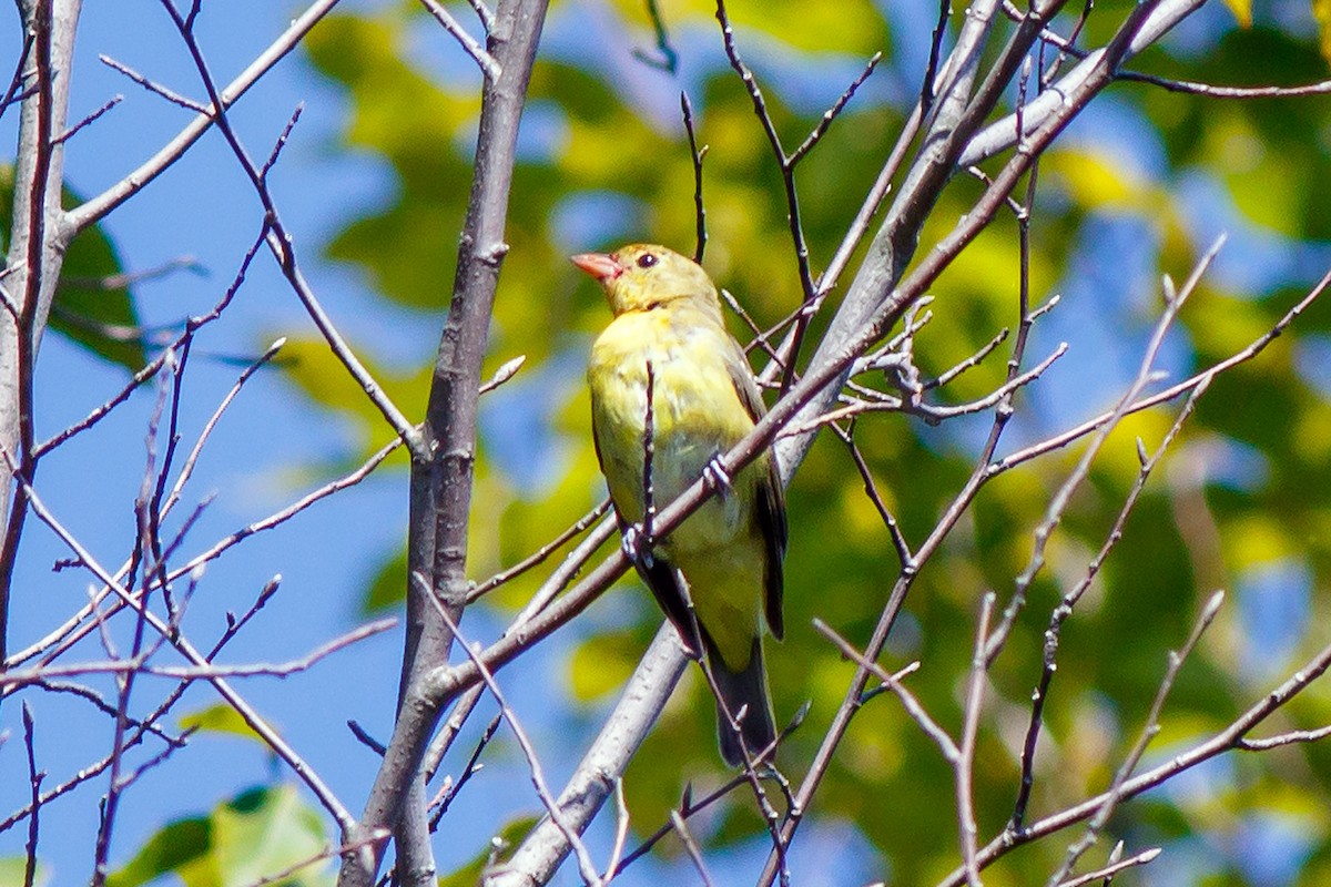 Scarlet Tanager - ML479283311