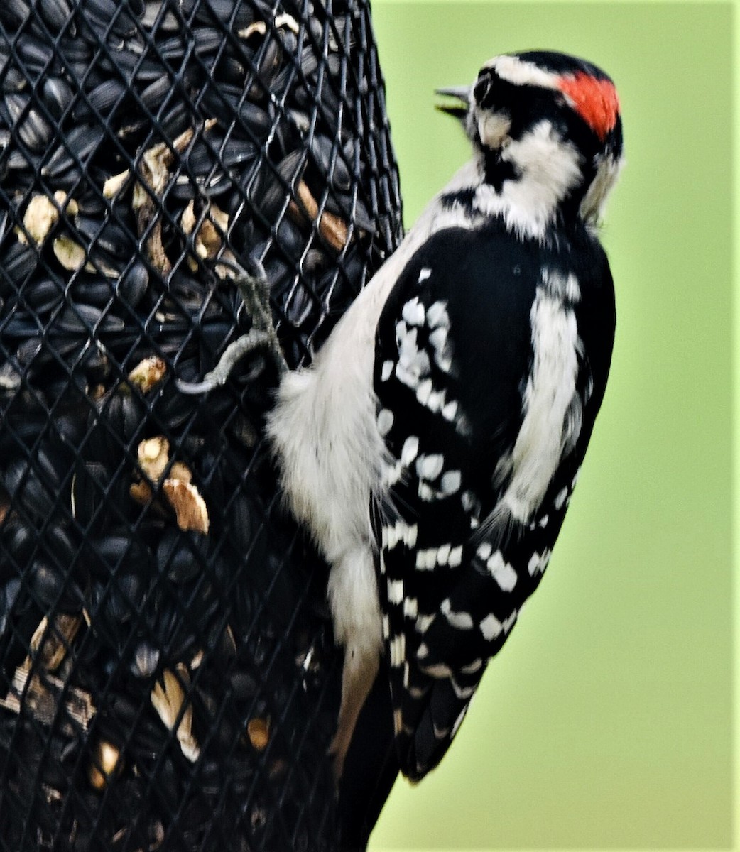 Downy Woodpecker - ML479283461