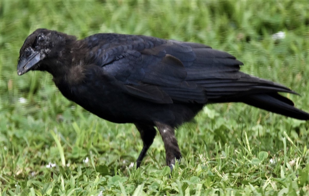 American Crow - ML479283541