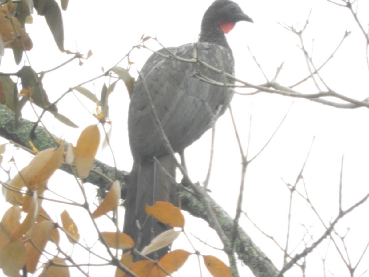 Crested Guan - ML479286941