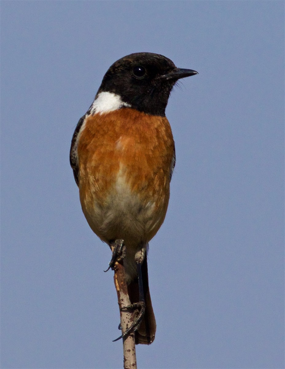 African Stonechat - ML479287081