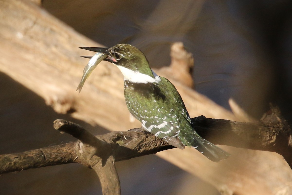 Green Kingfisher - Bob Friedrichs