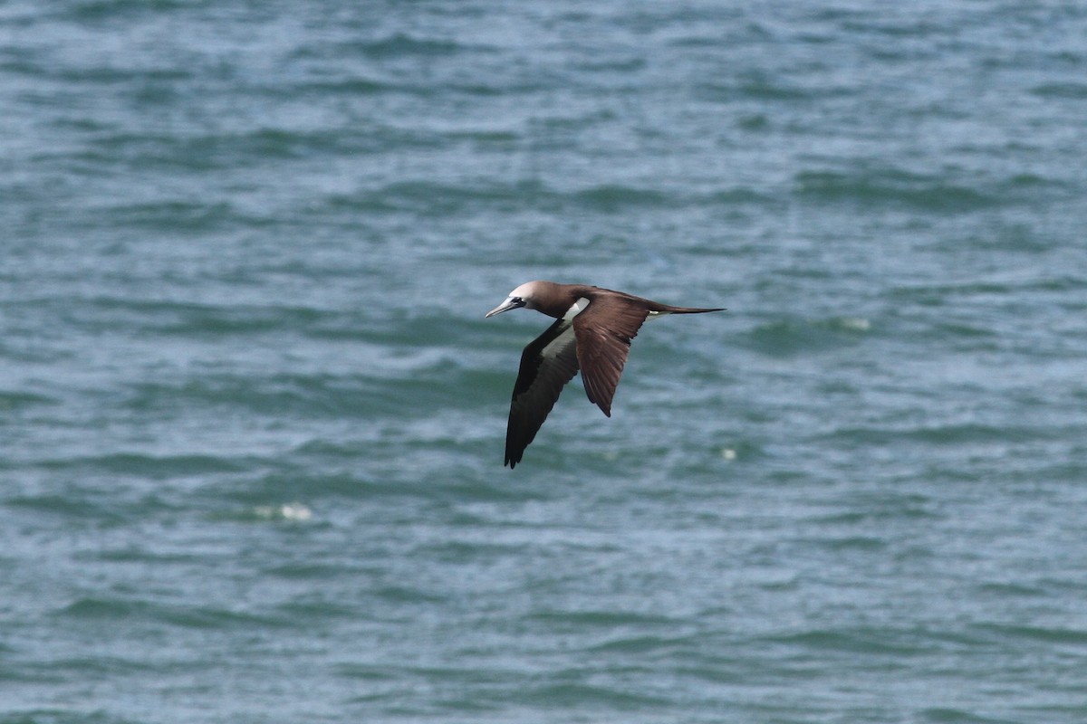 Brown Booby - ML479293061