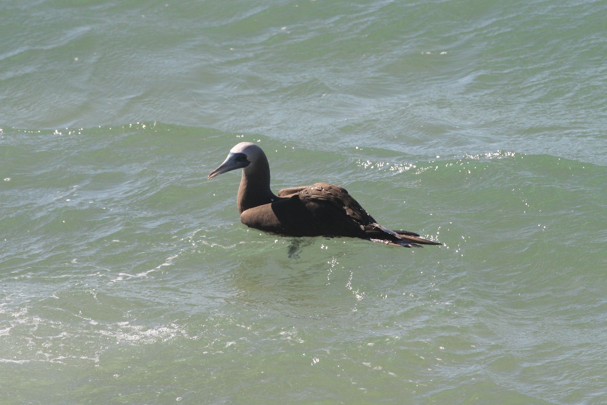 Brown Booby - ML479293171