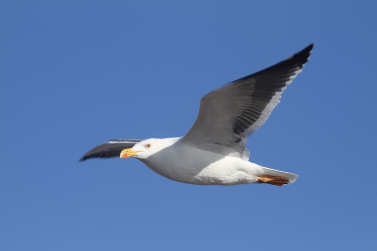 Yellow-footed Gull - ML479293241