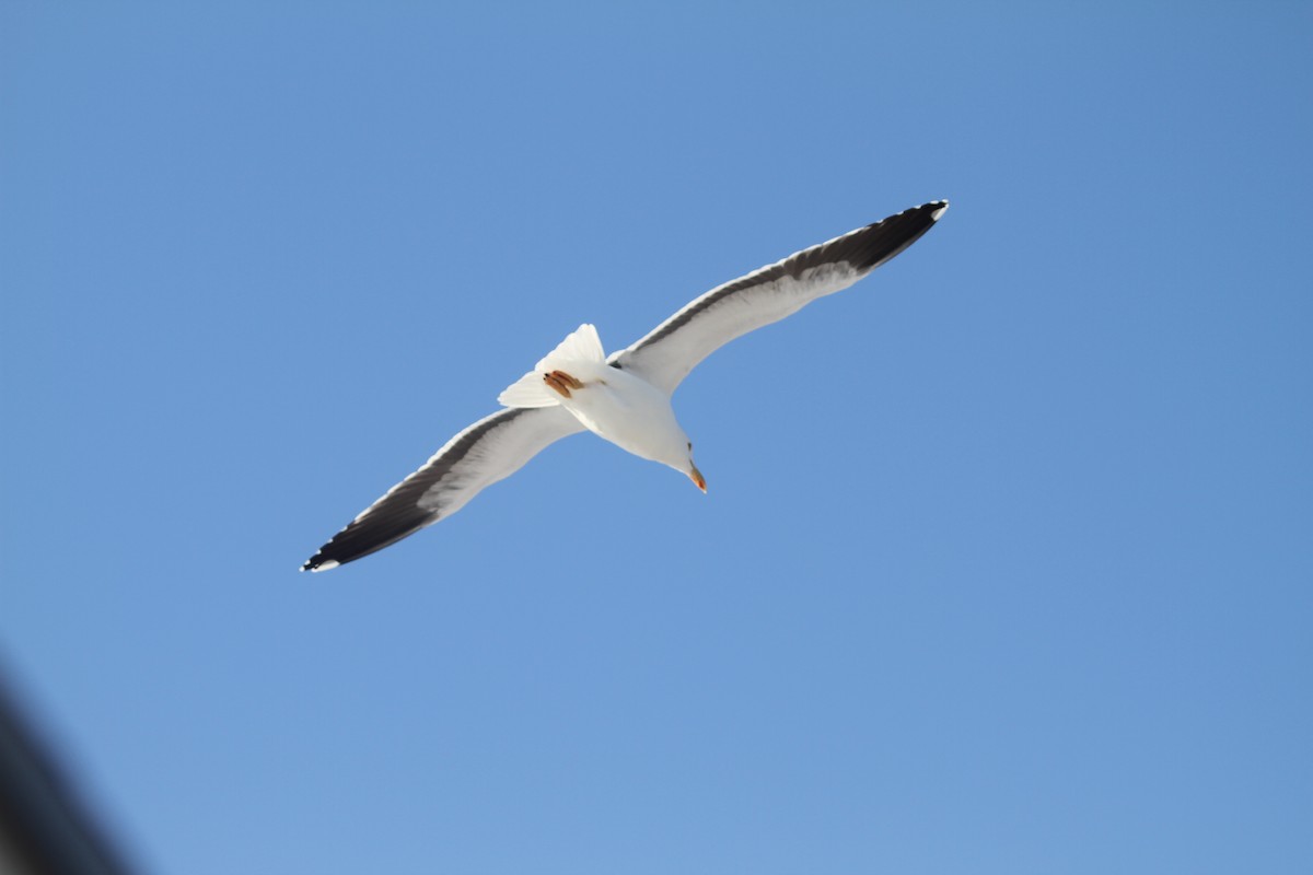 Yellow-footed Gull - ML479293251