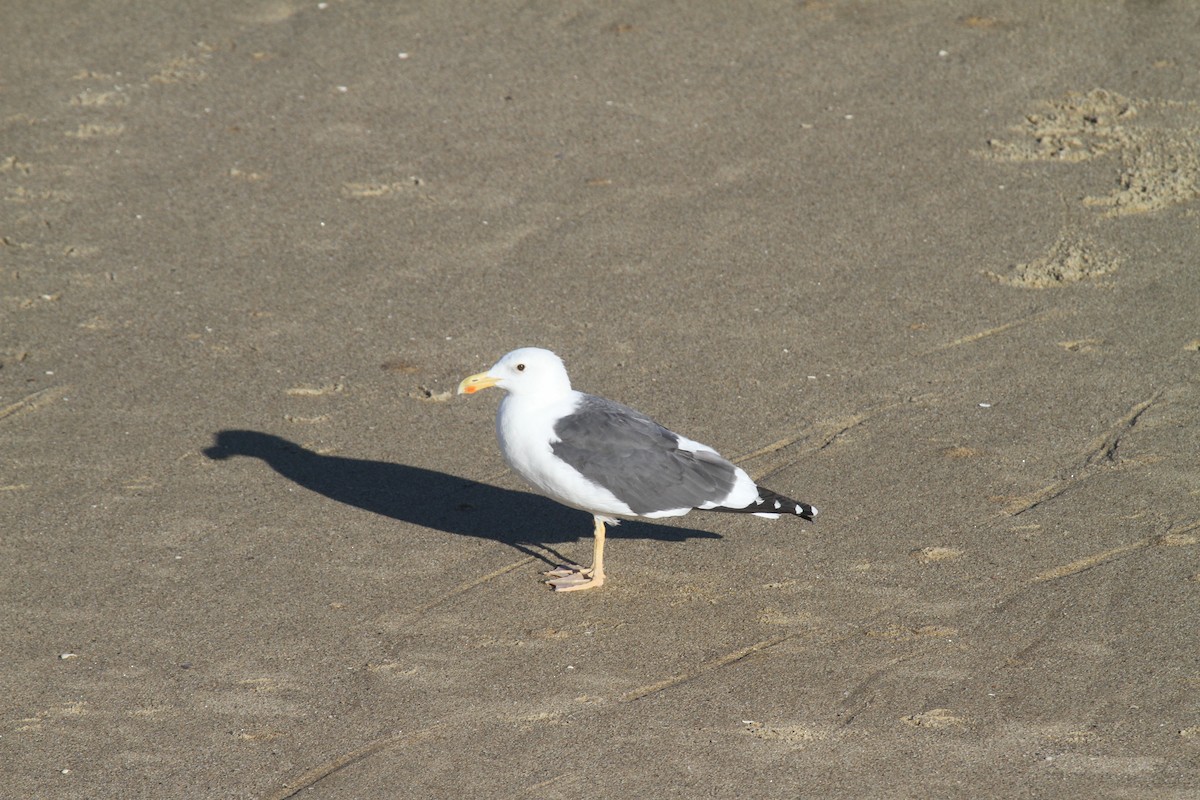 Yellow-footed Gull - ML479293261