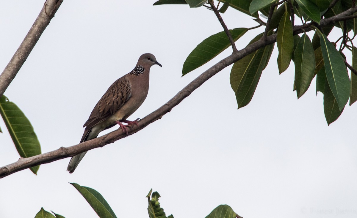 Spotted Dove - ML47930111