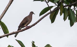 Spotted Dove, ML47930111