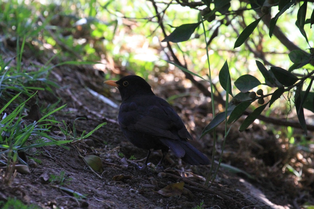 Eurasian Blackbird - ML479301291