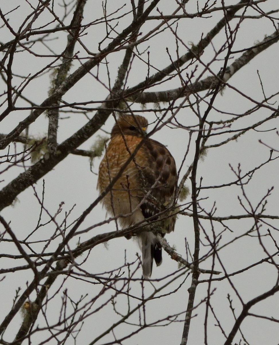 Red-shouldered Hawk - Woody Gillies