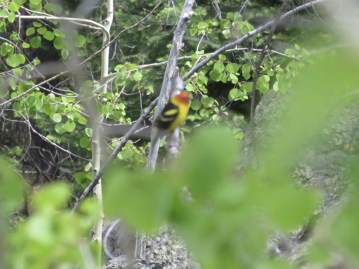 Western Tanager - ML479305841