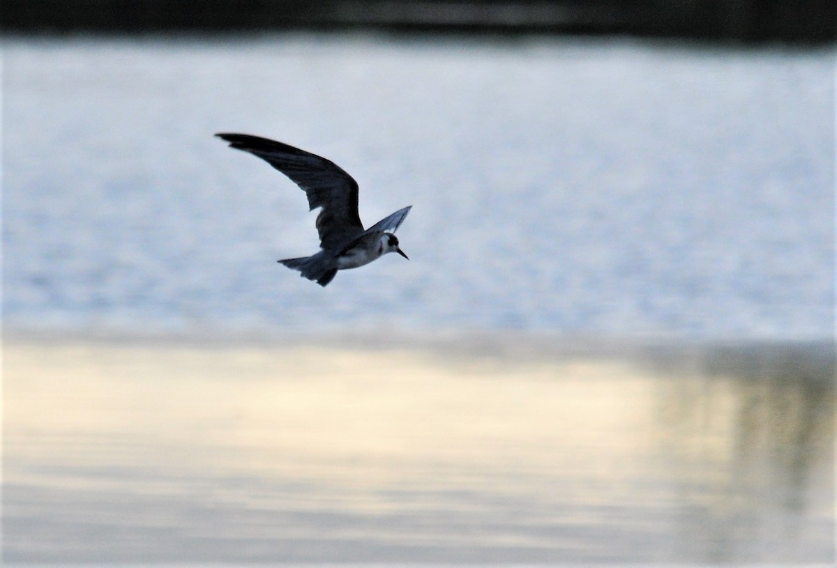 Black Tern - Darlene Eschete