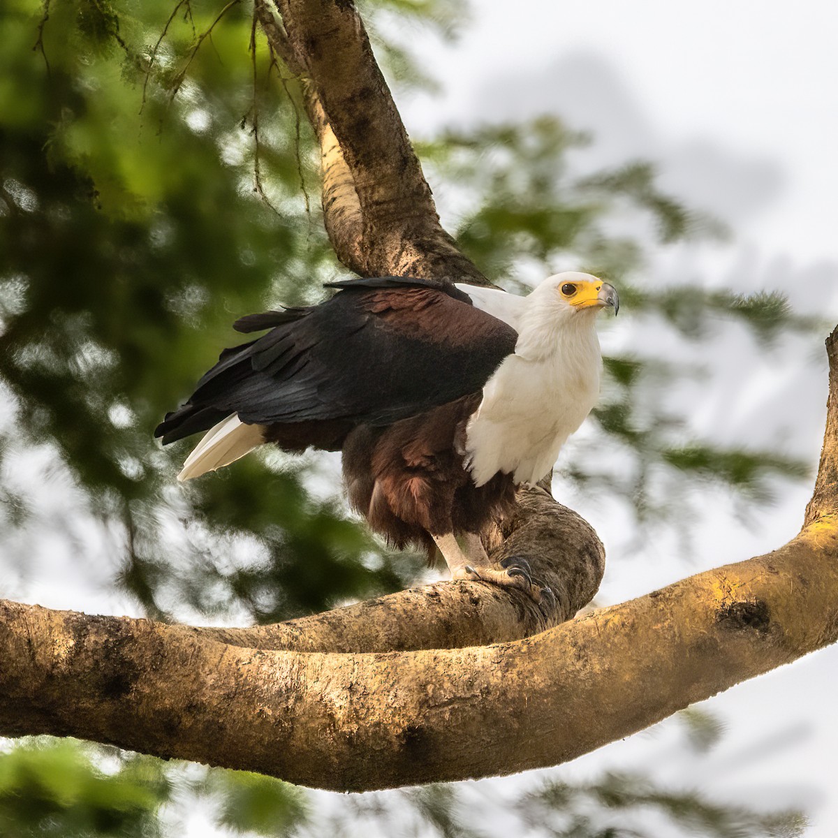 African Fish-Eagle - Cris Heins