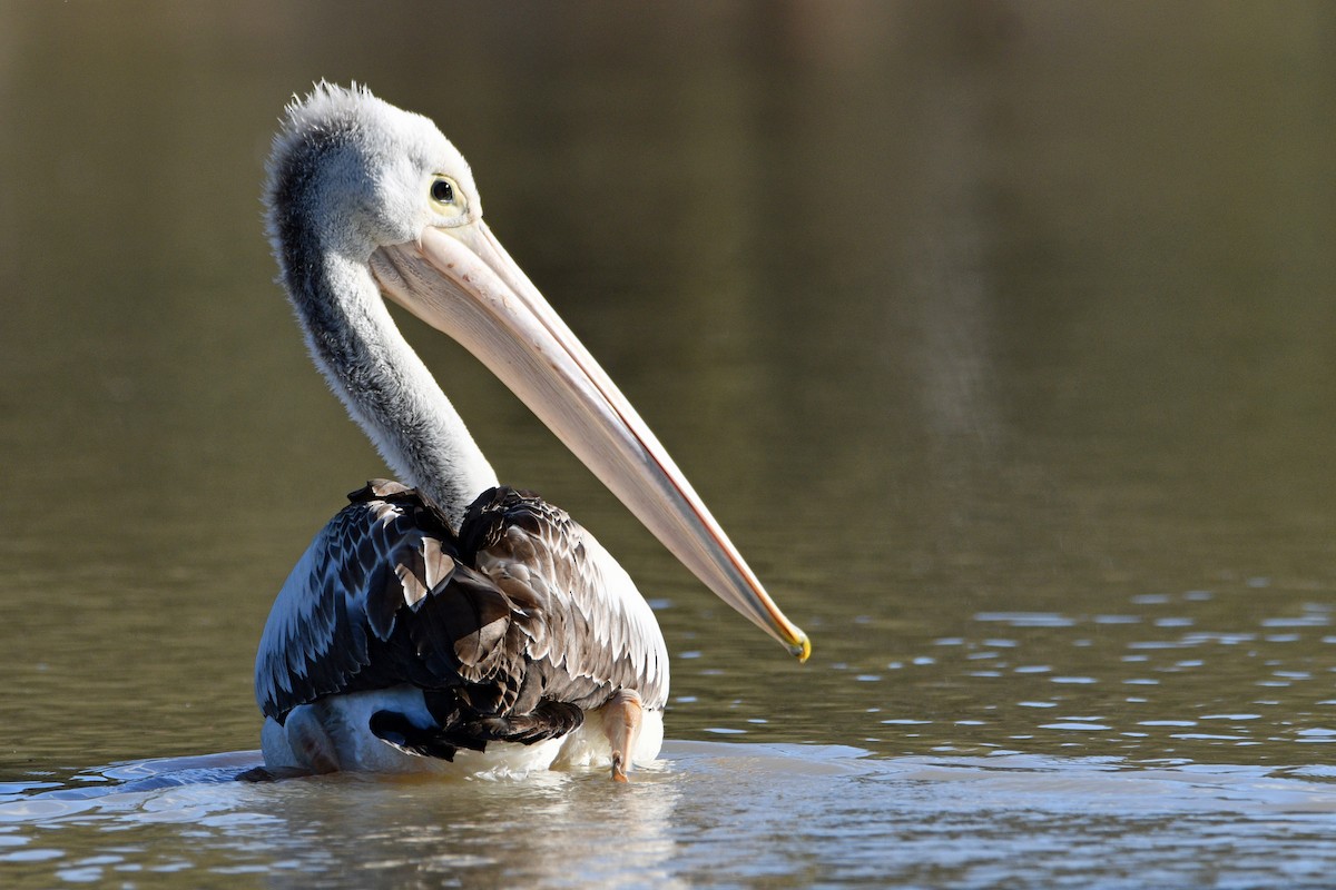 Australian Pelican - Peter & Shelly Watts