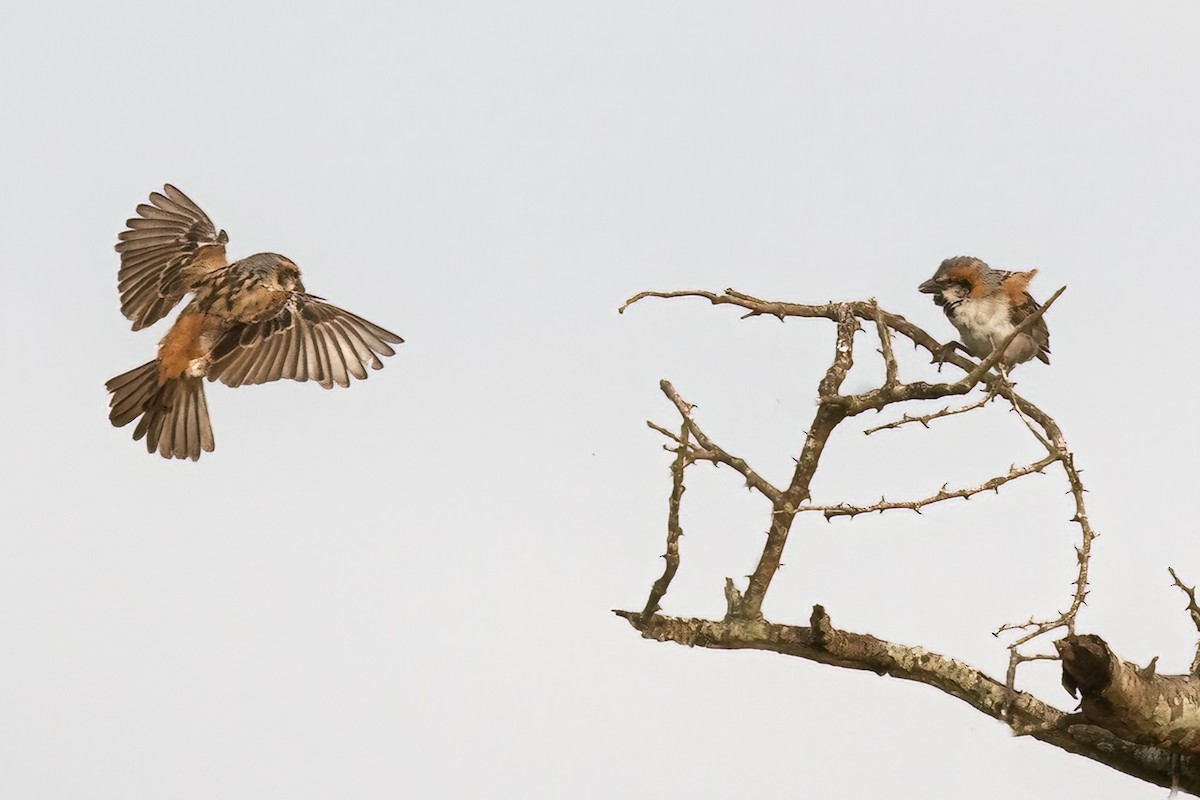 Shelley's Rufous Sparrow - ML479312051