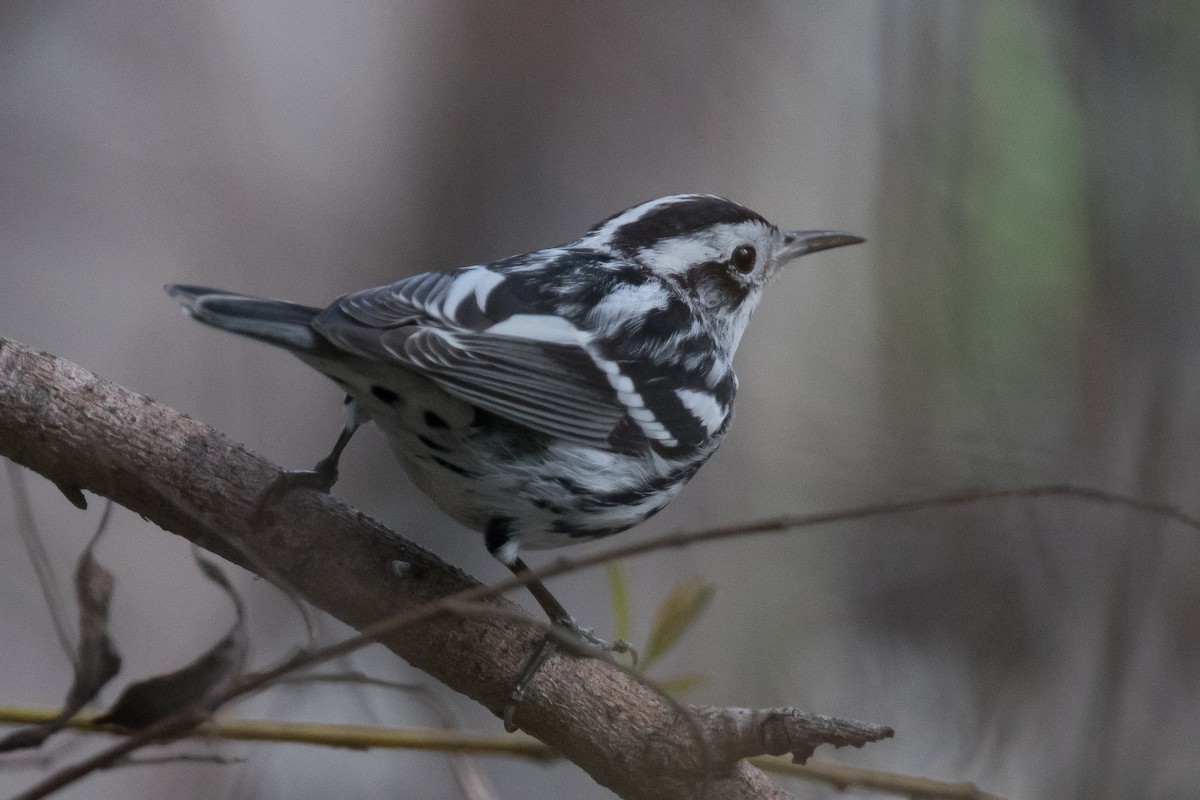 Black-and-white Warbler - ML47931211