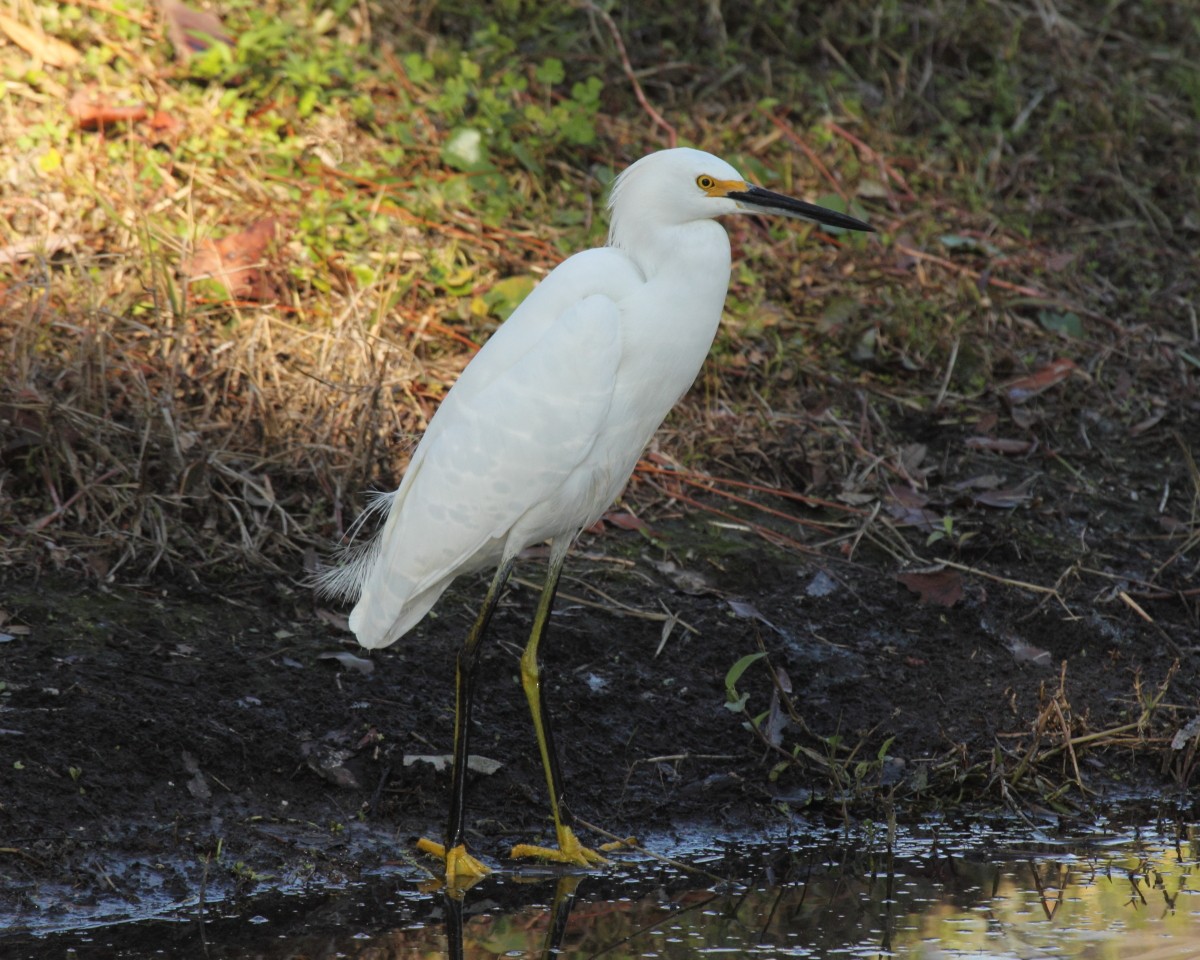Snowy Egret - Mike V.A. Burrell