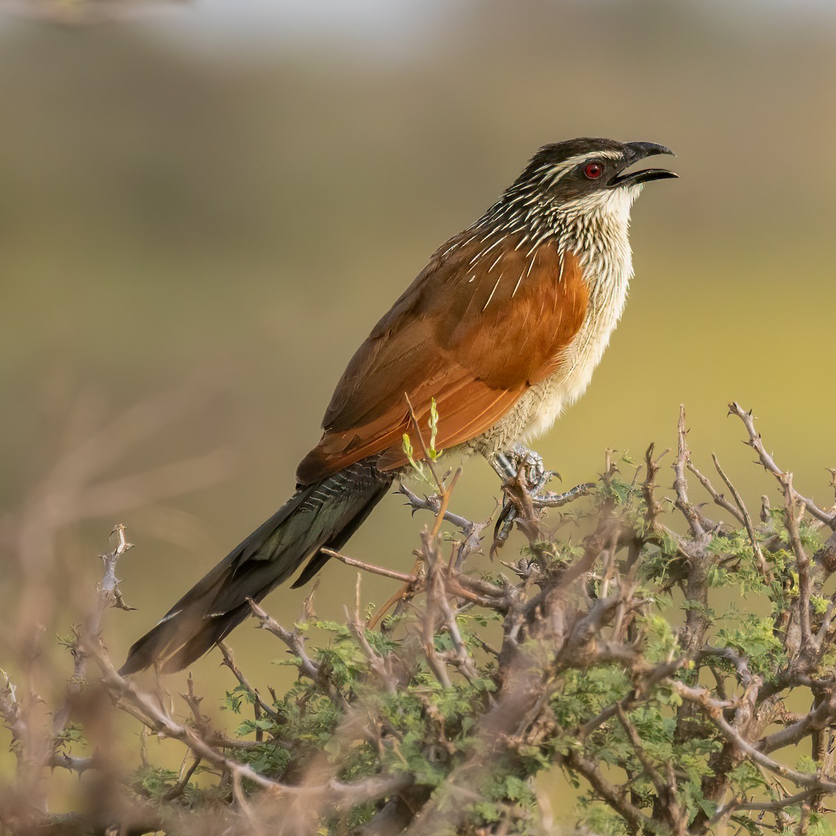 White-browed Coucal - Cris Heins