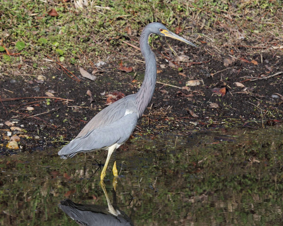 Tricolored Heron - Mike V.A. Burrell