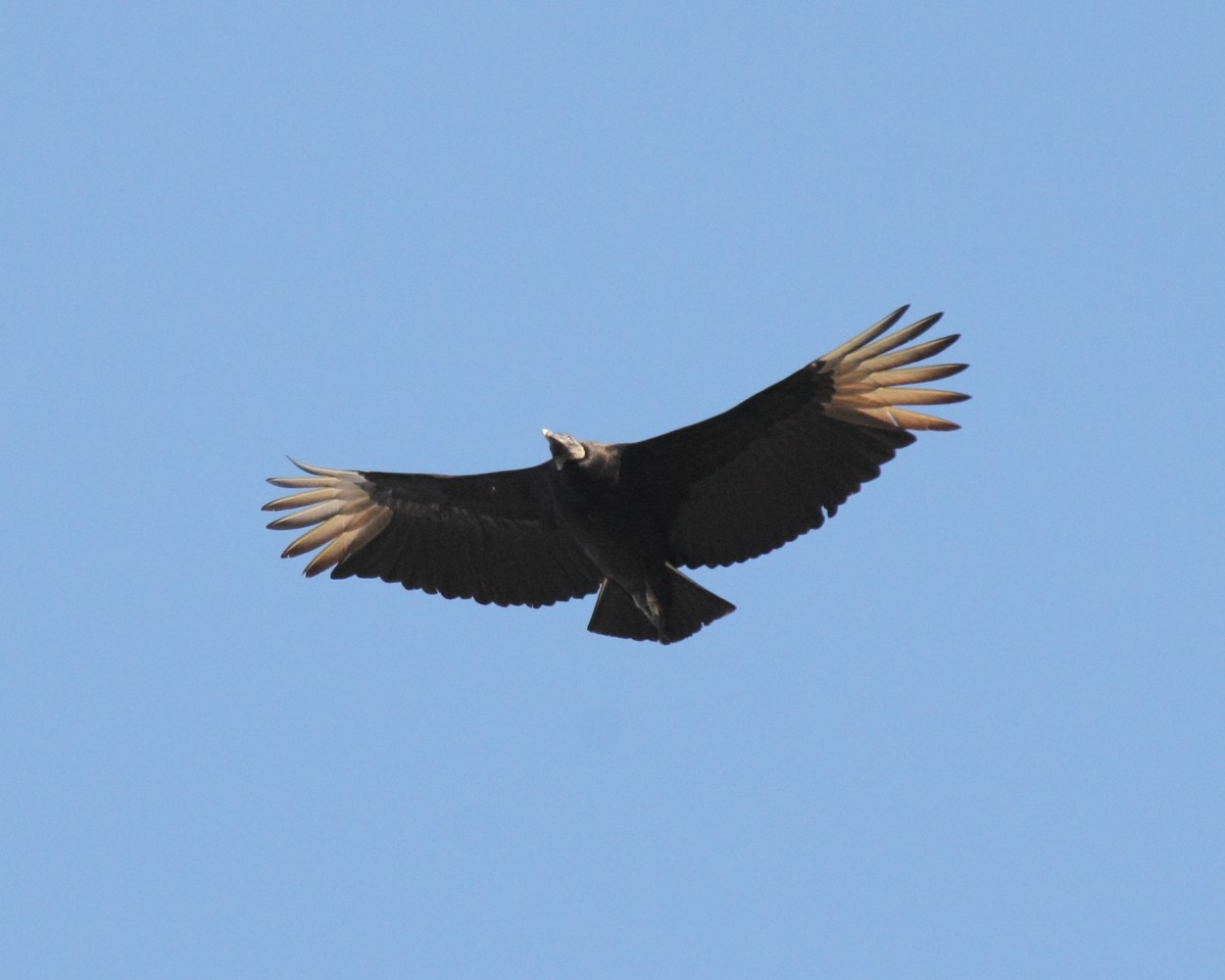 Black Vulture - ML47931951