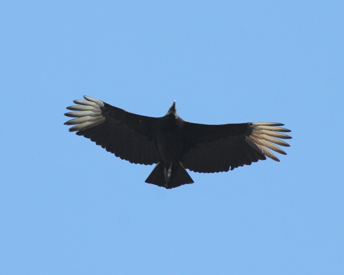 Black Vulture - ML47931961