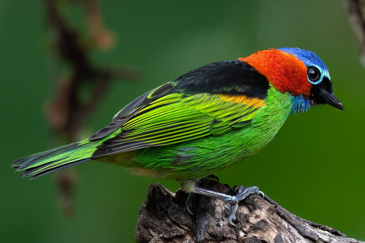 Red-necked Tanager - ML479324161